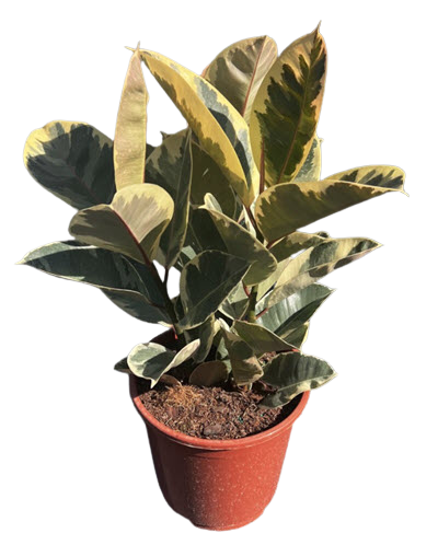 10" Ficus Rubber Tineke Bush